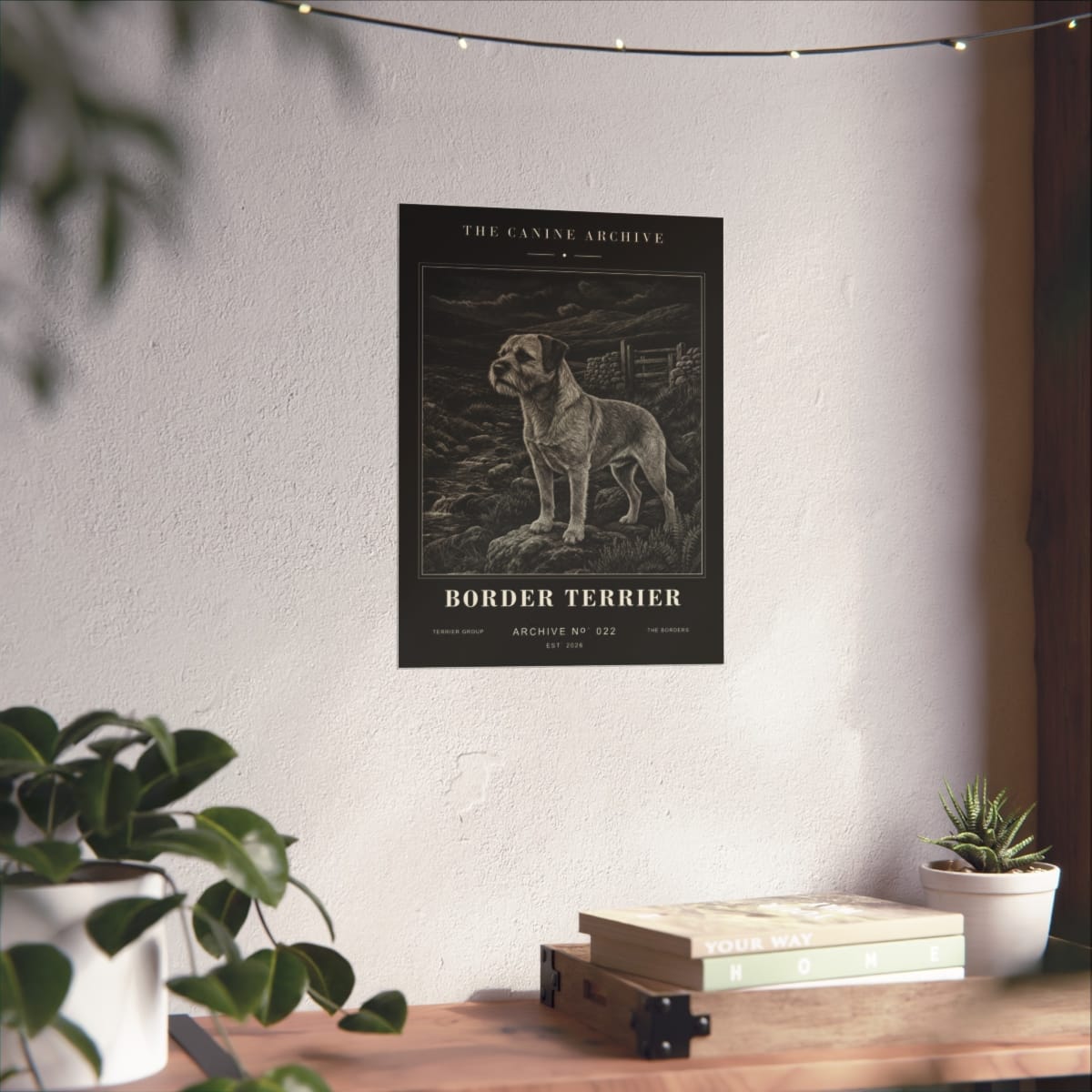 Border Terrier Archive Print photograph 3