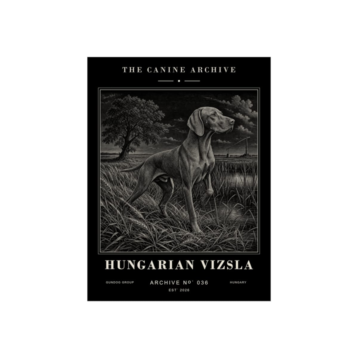 Hungarian Vizsla Archive Print · 12 x 16