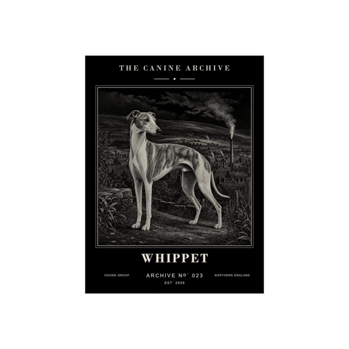 Whippet Archive Print · 12 x 16