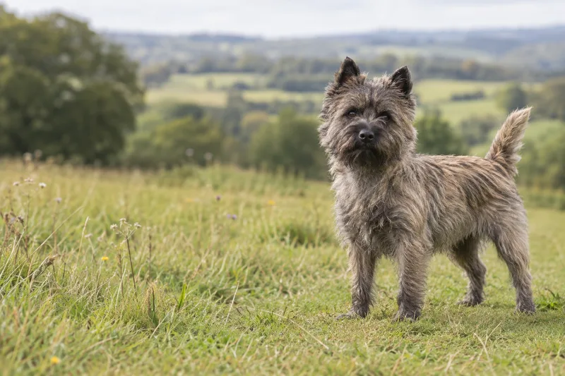 Cairn Terrier