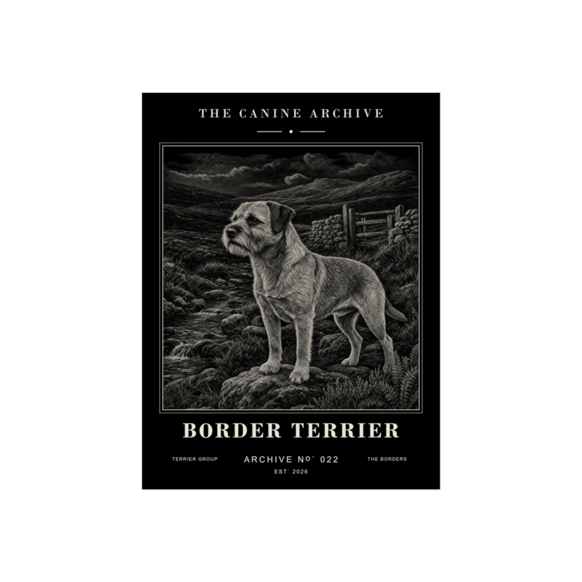 Border Terrier Archive Print