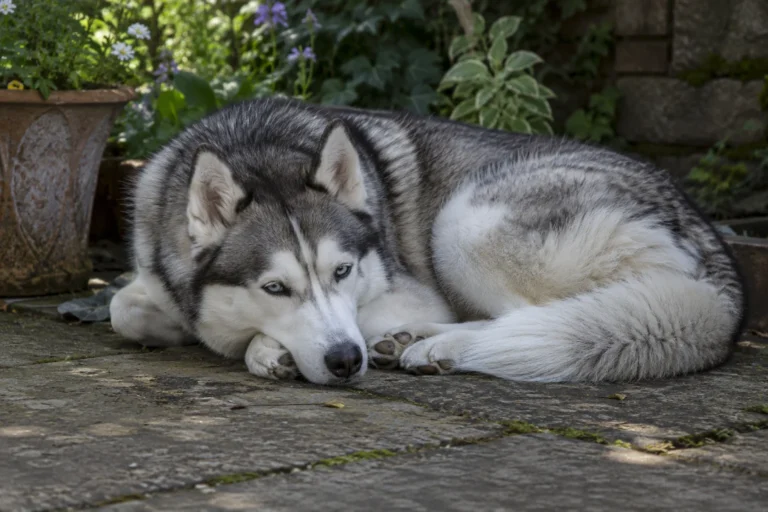 Siberian Husky