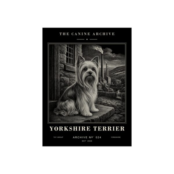 Yorkshire Terrier Archive Print
