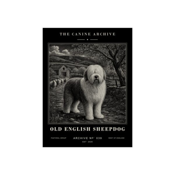 Old English Sheepdog Archive Print