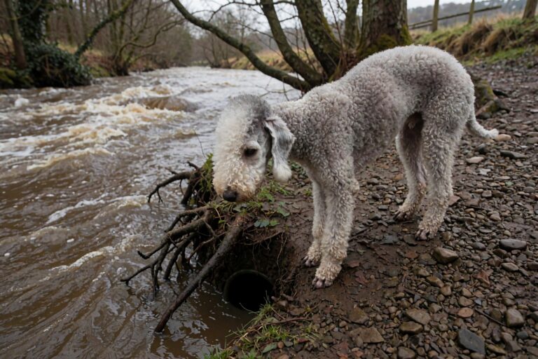 Bedlington Terrier