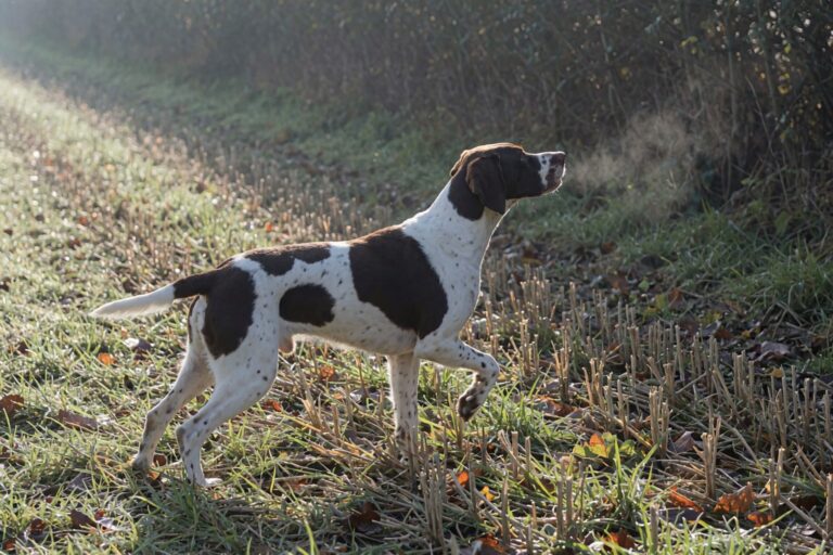 English Pointer