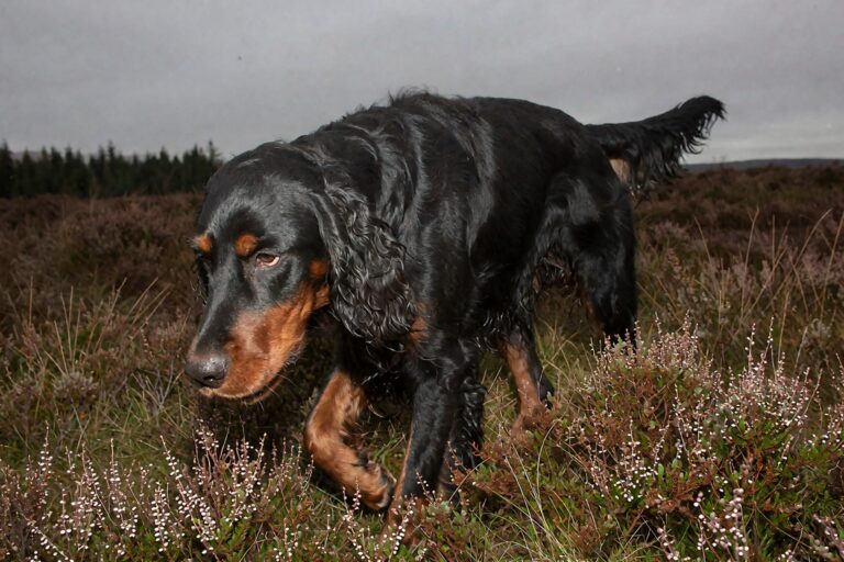 Gordon Setter