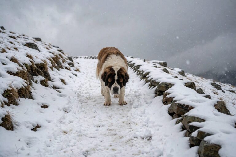 Saint Bernard