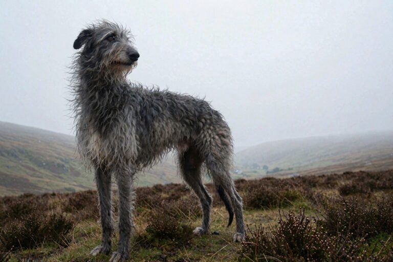 Scottish Deerhound