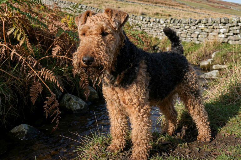 Welsh Terrier