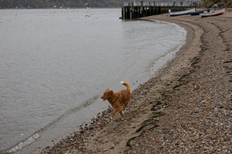 Nova Scotia Duck Tolling Retriever