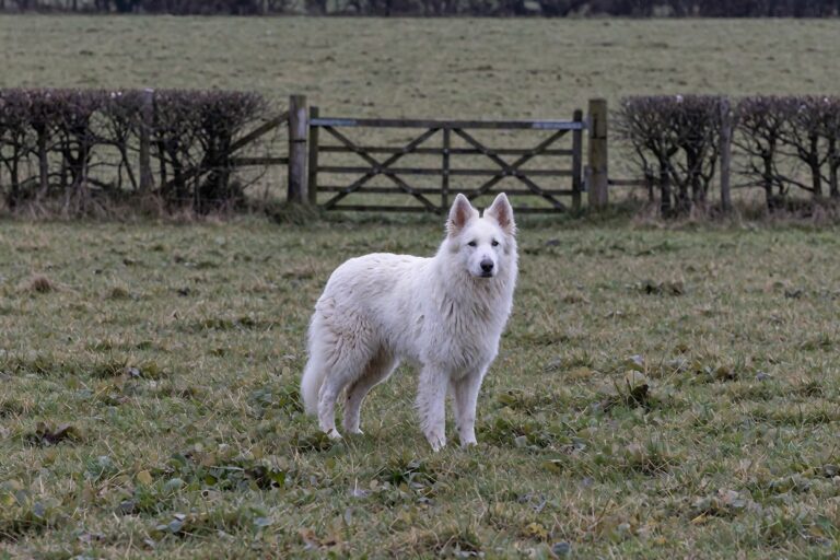 White Swiss Shepherd